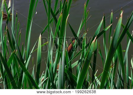 Reeds by the lake close up On the lake