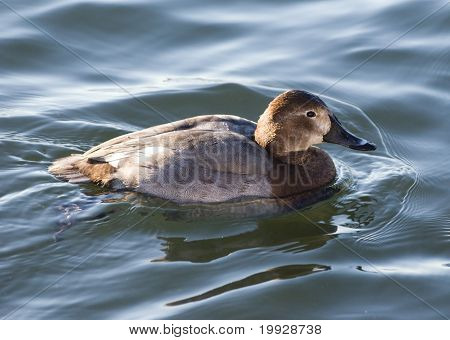 Taffeland Duck kvinde
