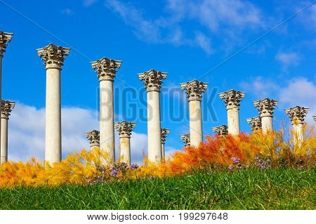National Capitol Columns surrounded by autumn flowers. The Capitol Columns designed as Corinthian columns in the Ellipse Meadow at the National Arboretum Washington DC.