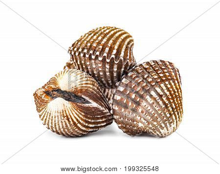 Cardiidae shellfish seafood isolated on white background