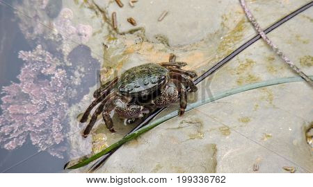 Closeup picture of crab at Cabrillo National Monument bluffs and tide pools. Coastal bluffs and tidepools are found along Point Loma peninsula in San Diego, USA