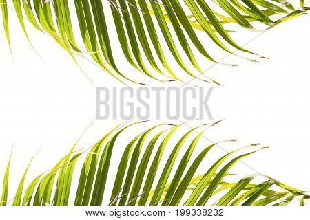 Leaves of palm tree isolated on white background. Top and Bottom of frame.
