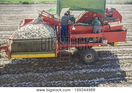 Onion harvester at work. Workers removing rotten onions and clods on platform. Badajoz Spain