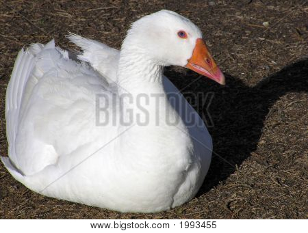 Oca Blue-Eyed