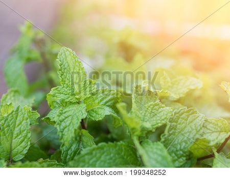 Fresh Green Mint Plant Textured Background