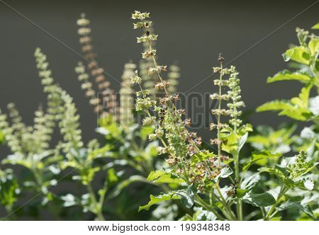 Holy Basil,ocimum Sanctum In Green Garden Background,useful For  Thai Herbs,spices And Food Ingredie