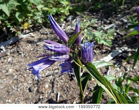 blue willow gentian , ( Gentiana asclepiadea )