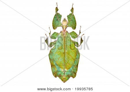 Green Beetle