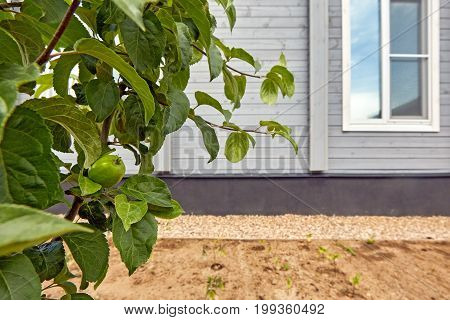 Growing Green Unripe Apples On Tree Branch