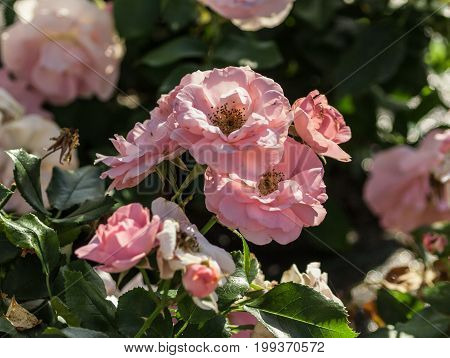 rose flower grade professor sieber, medium-sized flowers of light pink color, green foliage glitters in the sun, a bunch with several flowers in full bloom,
