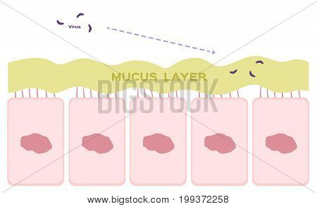 Nasal mucosa cells in nose vector / mucus