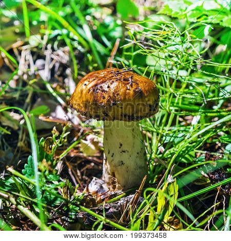 Edible mushroom Valuy (lat. Russula foetens). Berdsk Novosibirsk oblast Siberia Russia August