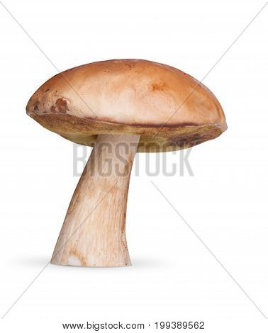 One White Mushroom On Background