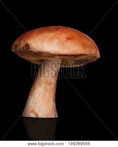 One White Mushroom On Background