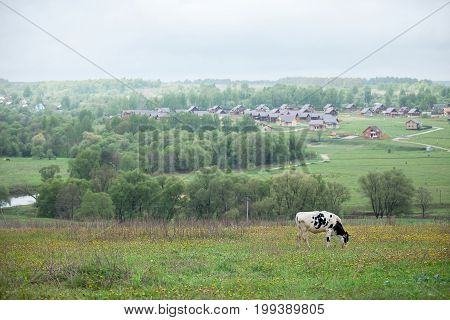 white cow with black spots grazing in the field.
