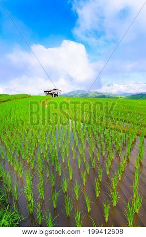 view of green rice fields terrace mountain with cottage in countryside Land with grown plants of paddy and sea of fog at Pa Pong Piang Thailand.
