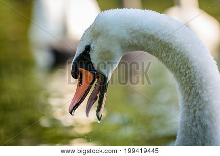 Swan (cygnus) on river with open beak