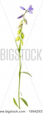 Milkwort isolated on white background. Medicinal plant with small blue flowers