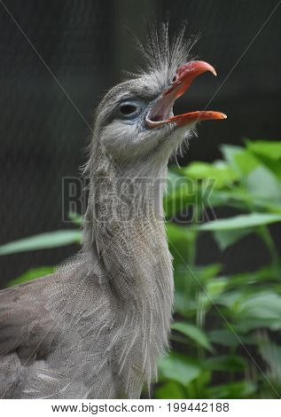 Cawing and calling red legged seriema bird.