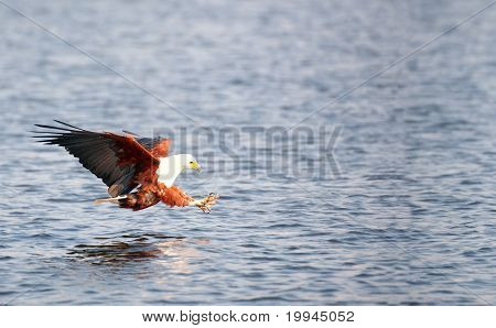 Afryki Bielik (haliaeetus Vocifer)