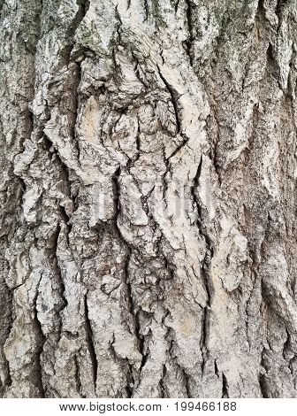 Wood texture background, wood wall,  old tree