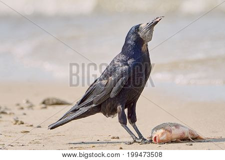 Crow on the beach eating fish summer day