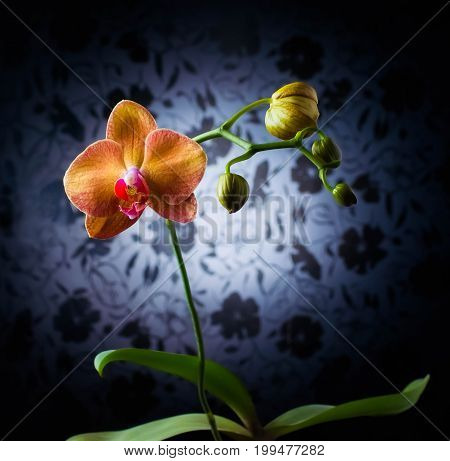 Orhid flowers on the black background queen fresh splash elegant