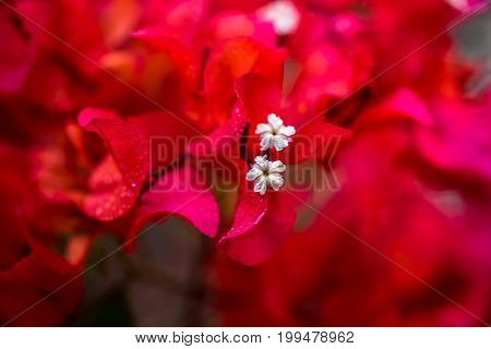 Closeup the Bougainvillea  blooming in the nature