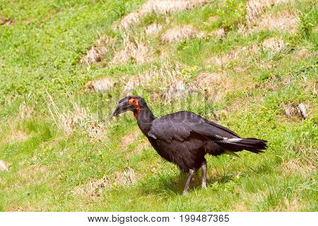 The Southern Ground Hornbill (bucorvus Leadbeateri; Formerly Known As Bucorvus Cafer)