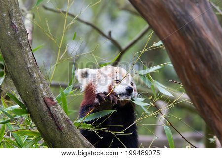 The Red Panda (ailurus Fulgens) Also Called The Lesser Panda The Red Bear-cat And The Red Cat-bear