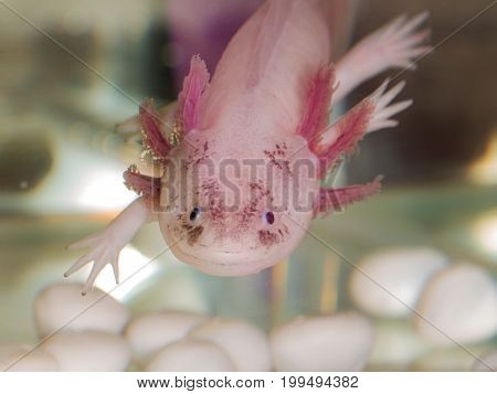 Portrait of an axolotl in aquarium close up