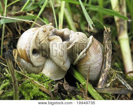 Helix Pomatia páření