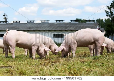 Herd of piglets on animal farm summetime. Little pigs piglets graze free on the farm summertime