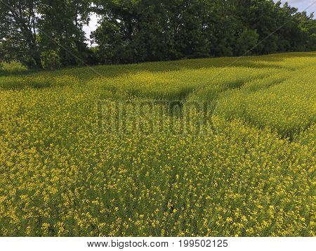 Field Of Flowering Rape. Rape, A Syderatic Plant With Yellow Flowers. Field With Siderates.