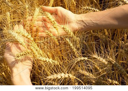 Wheat field on a warm Sunny day.