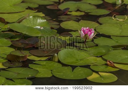 Small pond with water lily and green grass in summer morning