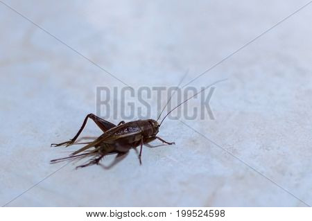 Mediterranean Field Cricket Gryllus Bimaculatus