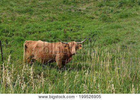 A Scottish Highland bull with long horns grazes in a pasture
