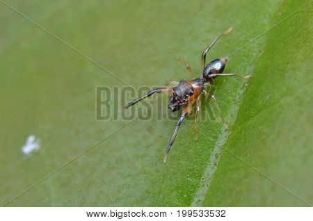 macro image of an ant mimic spider