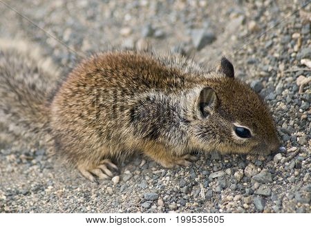 Chipmunk on ground in Big Sur, California