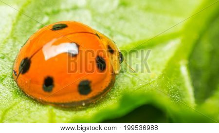 Macro Of Bug Insect (ladybug) On Leaf In Nature