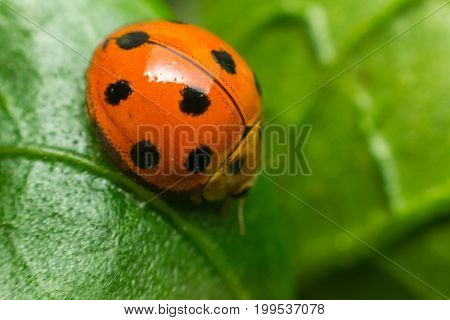 Macro Of Bug Insect (ladybug) On Leaf In Nature