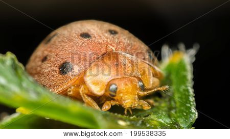 Macro Of Bug Insect (ladybug) On Leaf In Nature