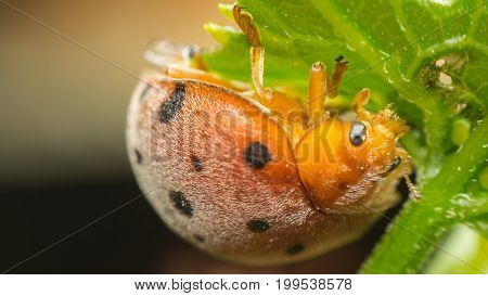 Macro Of Bug Insect (ladybug) On Leaf In Nature