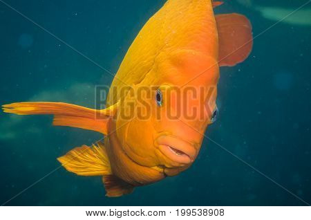 Adult Garibaldi damselfish (Hypsypops rubicundus) in the Pacific Ocean, CA