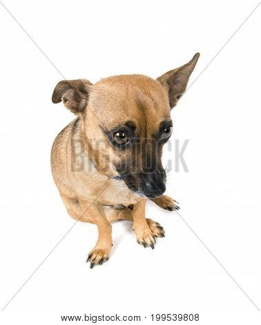 Little brown dog looking guilty isolated against white background