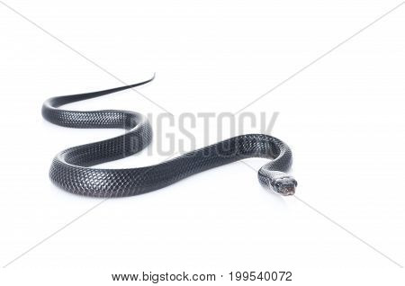 Indigo Snake (Juvi) against a white background