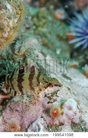 Fish in reef off Anacapa Island, CA