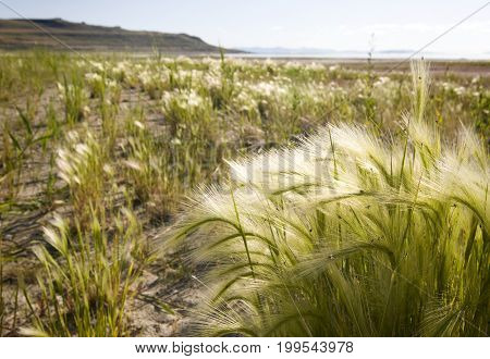 Squirrel-tail grass at Antelope Island State Park in Salt Lake City, Utah