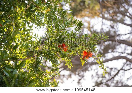 Pomegranate (Punica granatum) tree with fruit and flower blossoms